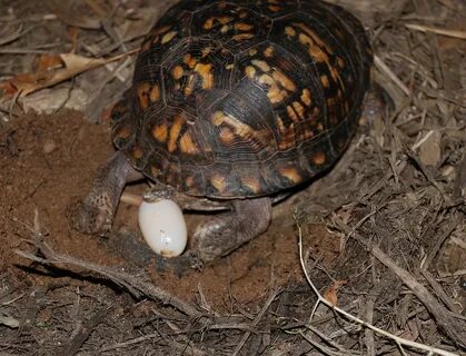 Turtles eggs