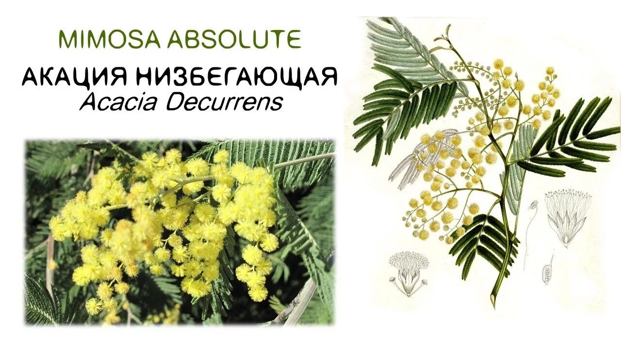 Почему акацию называют мимозой. Мимоза Acacia dealbata. Акация серебристая Мимоза. Акация серебристая сеянец. Акация Мимоза саженцы.