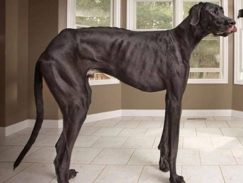 Собака 1 метр