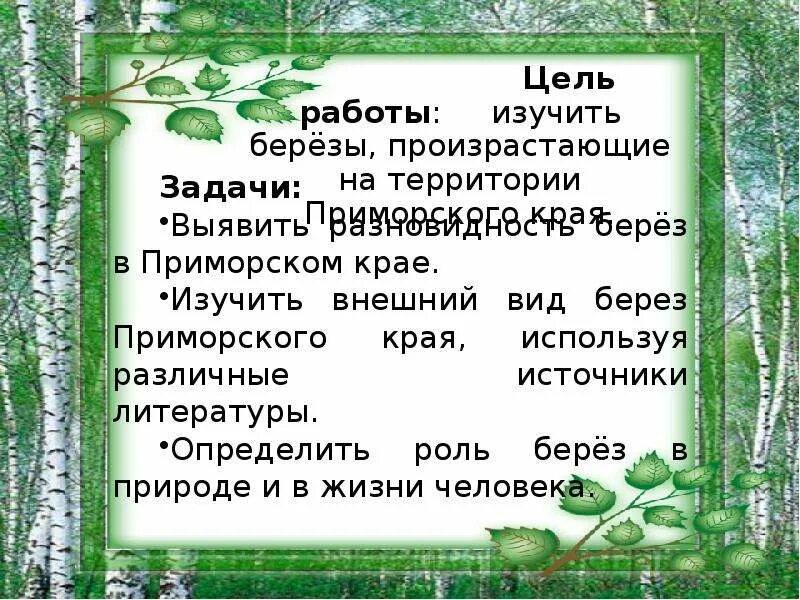 Березка приморская. Береза Приморский край. Береза в Приморском крае. Березы Приморского края виды. Виды берез в Приморском крае.