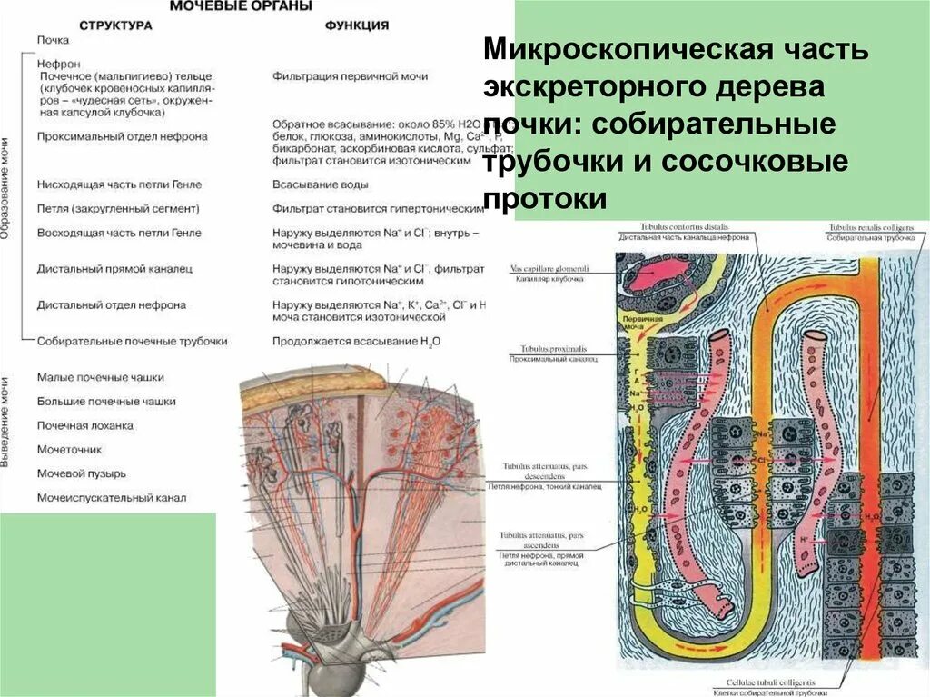 Процесс в собирательной трубочке