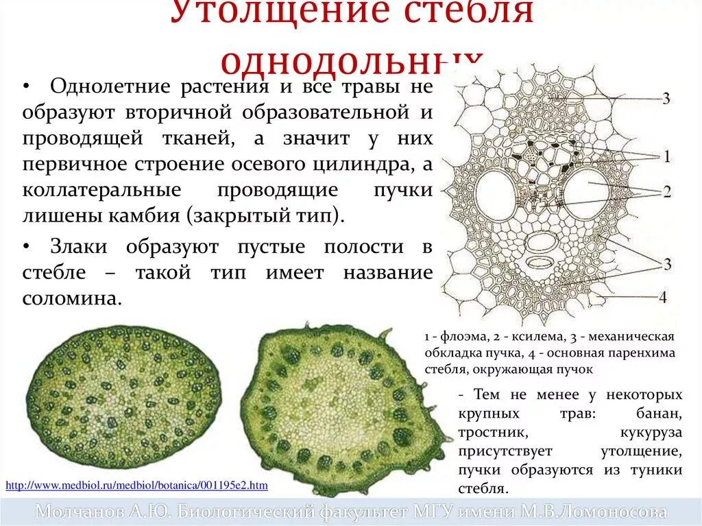 Однодольные растения ткани. Строение стебля однодольного растения. Анатомическое строение листа однодольных растений. Внутреннее строение стебля однодольных. Срез стебля однодольного растения.