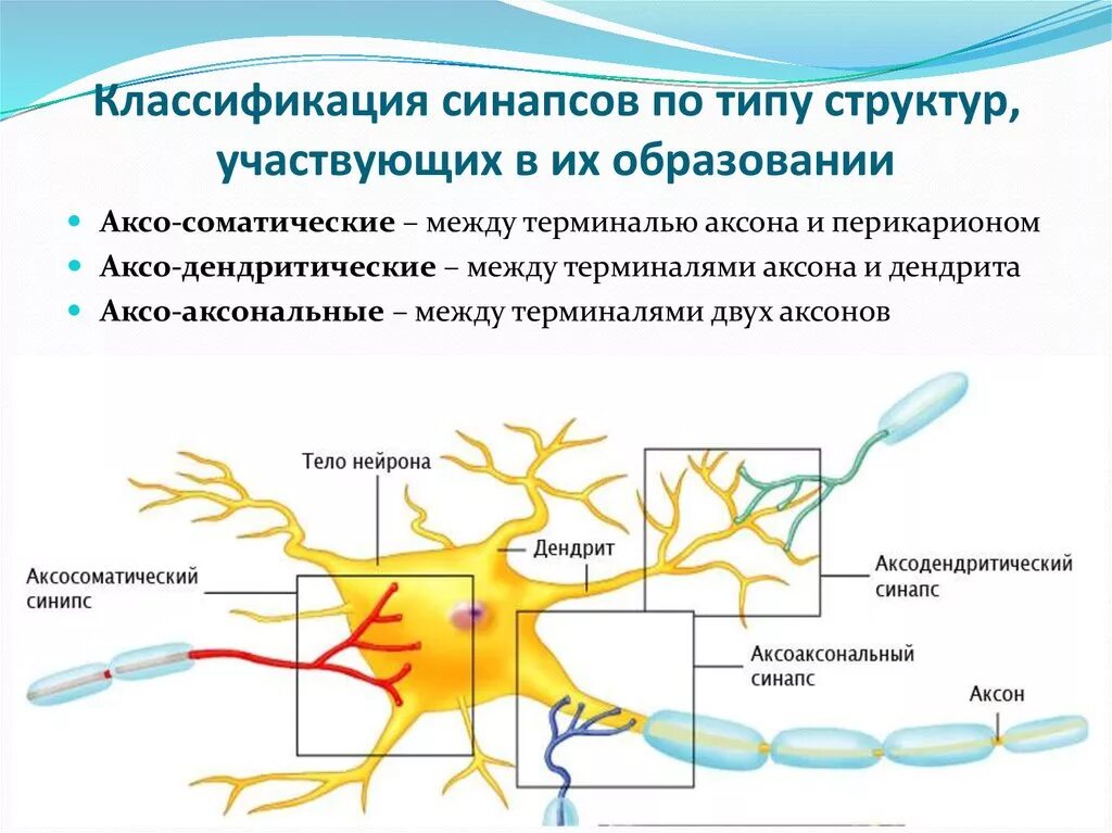 Химический синапс и электрический синапс схема. Локализация синапсов разного типа. Типы синапсов схема. Синапс между нервными клетками. Типы синапсов физиология.