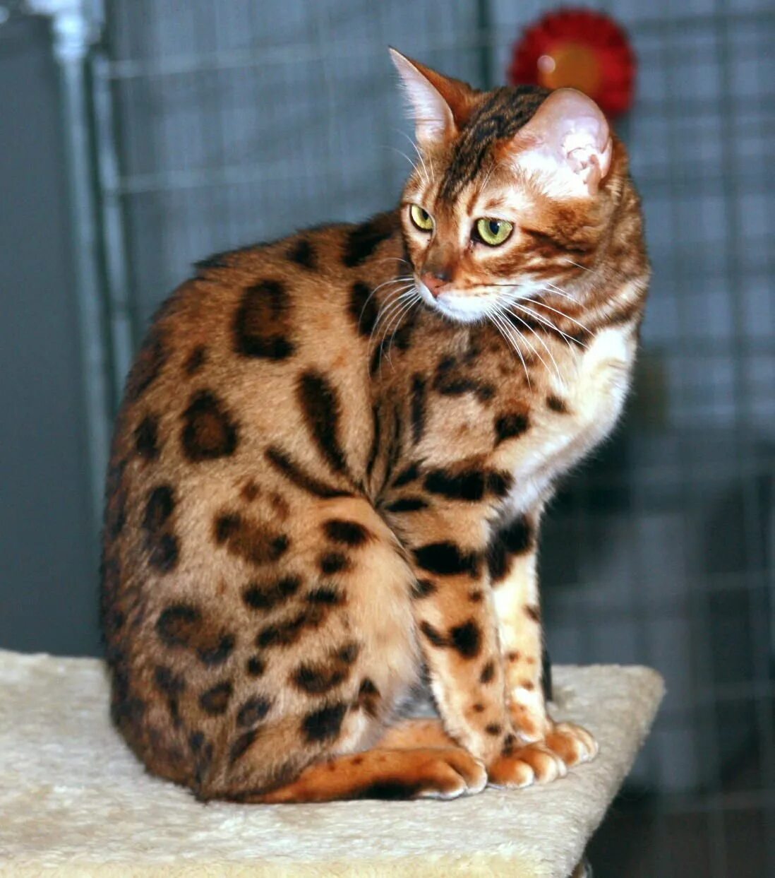 Бенгальская кошка. Бенгальская кошка (бенгал). Кошка пятнистая Бенгальская. Браун пятно бенгал. Породы домашних кошек фото
