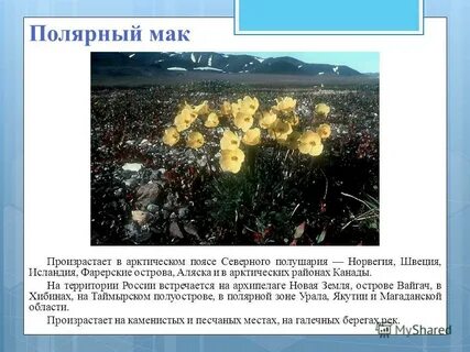 Полярный мак сообщение 4 класс