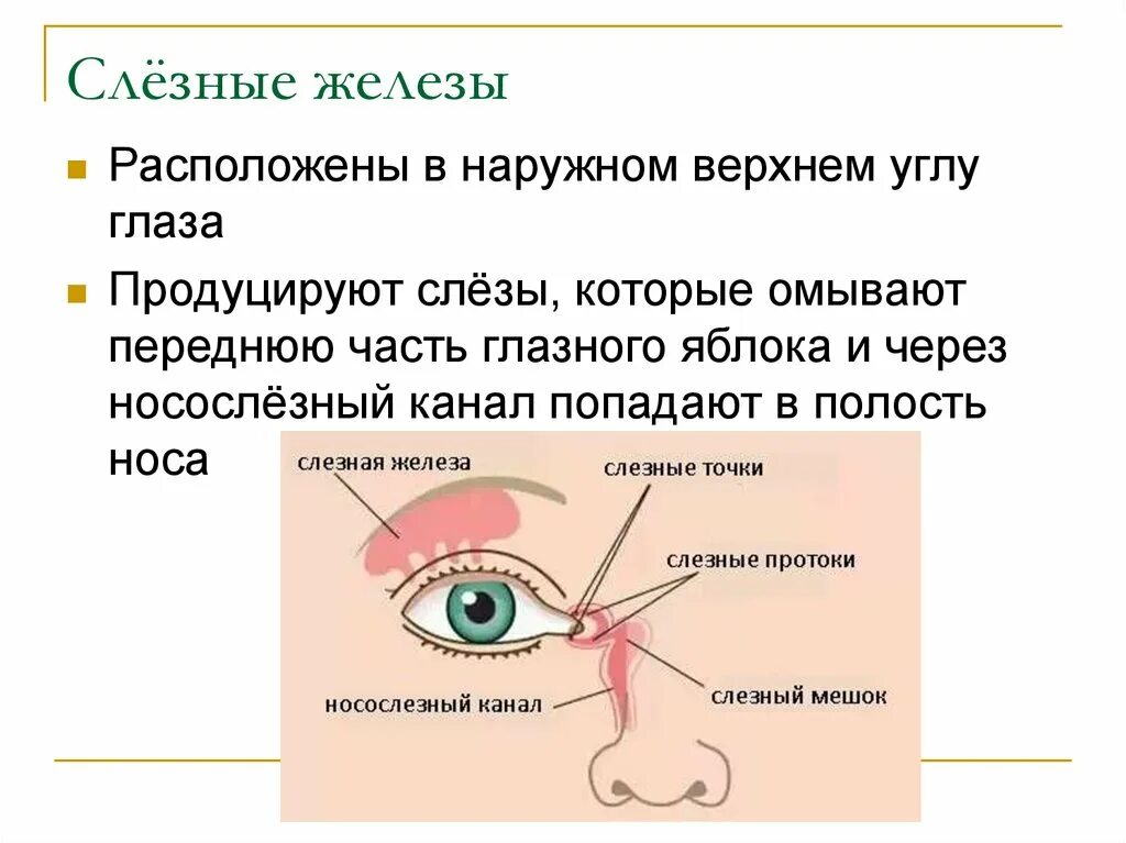 Слезная железа находится. Анатомия функции слезной железы. Слезные железы расположены в наружном углу. Функции протоков слезной железы. Слезные железы строение и функции.