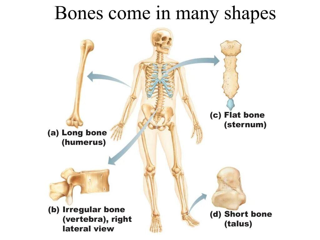 Bones come. Скелет человека. Classification of Bones. Костная система человека.