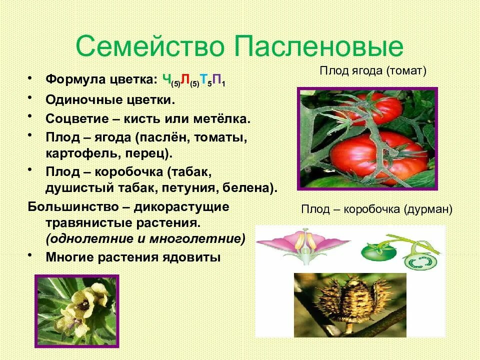 Род паслен класс двудольные. Семейство пасленовых томат формула. Отдел Покрытосеменные Пасленовые семейство. Формула цветков семейства Пасленовые. Тип плода семейства пасленовых растений.