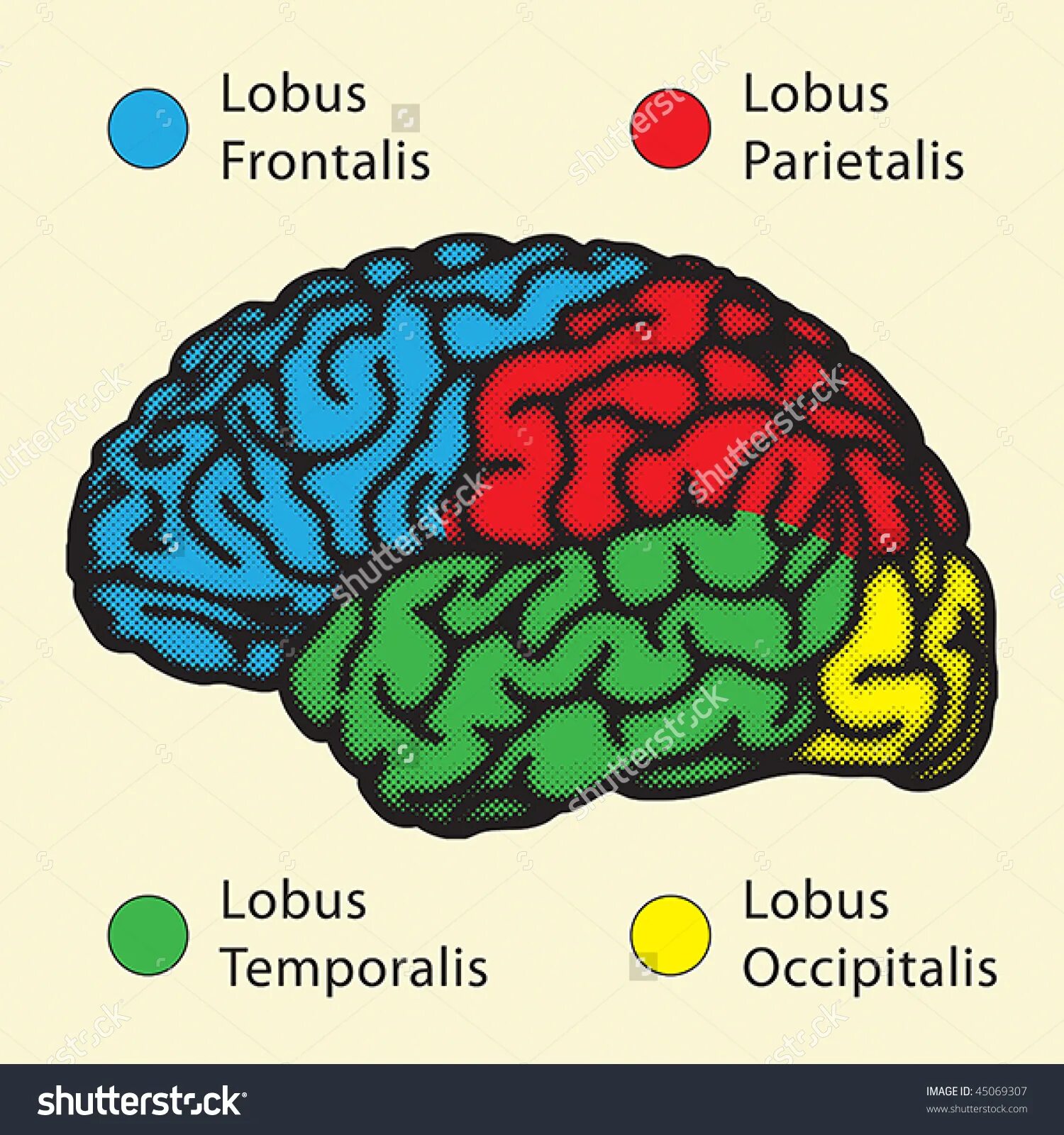 Латинское название мозга. Доли головного мозга латынь. Доли головного мозга на латинском. Мозговые доли на латыни. Доли конечного мозга.