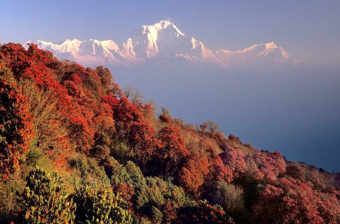 Цвет гималаи. Долина Катманду Гималаи. Непал Гималаи осень. Непал Гималаи. Рододендрон Непал.