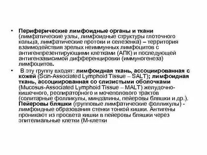 Фото лимфоидной ткани