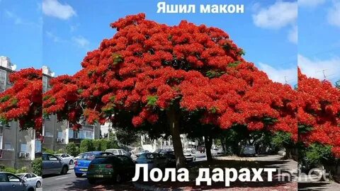 Цветущие деревья в крыму названия