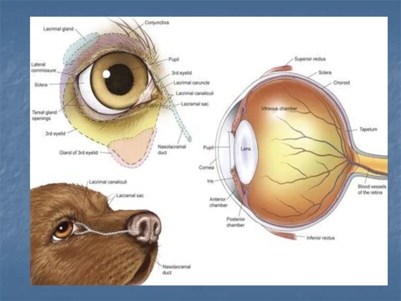 Зрительный анализатор строение анатомия. Структура зрительного анализатора пса. Слезная железа у собаки анатомия. Анатомия глаза собаки. Слезная железа у собак