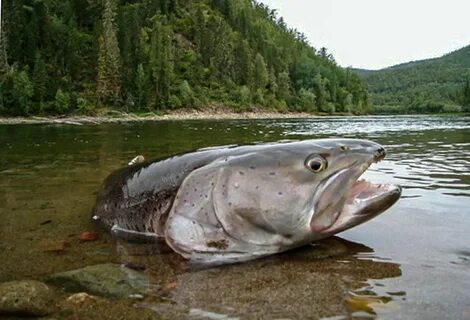 Озеро где водится