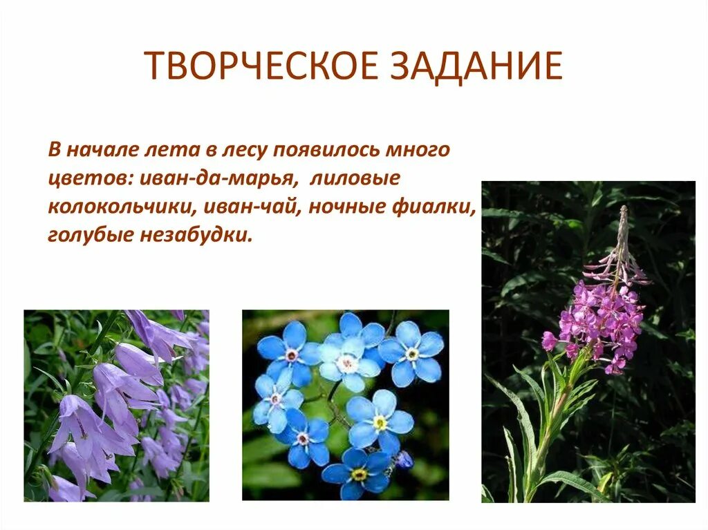 Незабудка синоним. В начале лета появилось много цветов. Цветок "колокольчик". Много цветов колокольчик. Маленькие цветы которые появляются в начале лета.