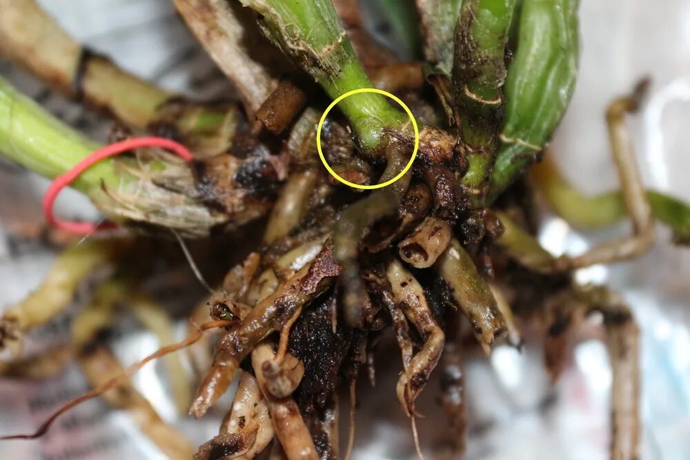орхидея корневая система. гнилые корни у орхидеи. орхидея корневая система. орхидея корневая система.