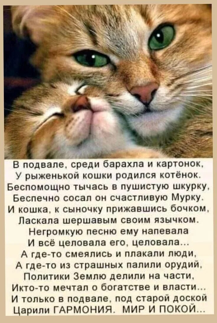 В подвале среди барахла и картонок. Стих в подвале среди барахла и картонок. Стихи о котах. Стихи про котят. Главная мысль стихотворения котенок