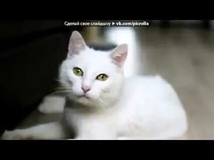 Брачное мяуканье кота слушать