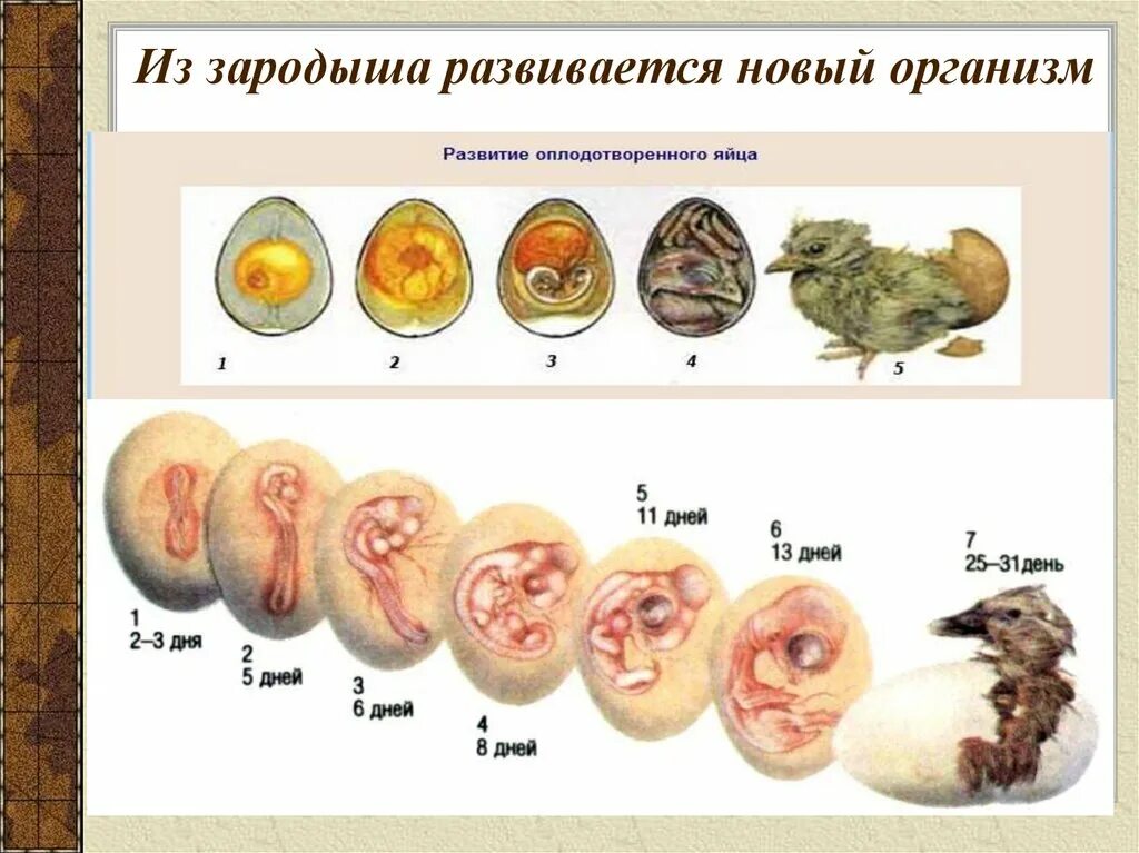 У представителей какого класса развитие зародыша. Фазы развития зародыша курицы. Зародыш эмбрион плод стадии. Стадии развития эмбриона. Плодный период развития зародыша.