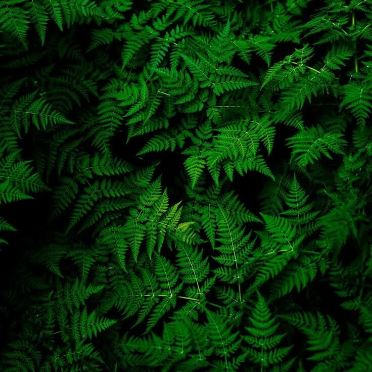 Pin by SarahmG on WALLPAPERS:COLORS;GREEN Lime green wallpaper, Dark green aesth