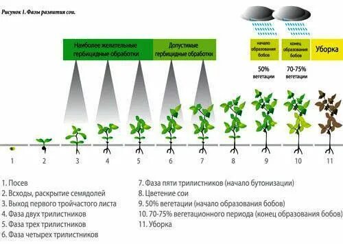 Вегетация сои фазы развития. Период вегетации у растений цветение. Периоды роста растений вегетация. Период вегетации растений таблица.