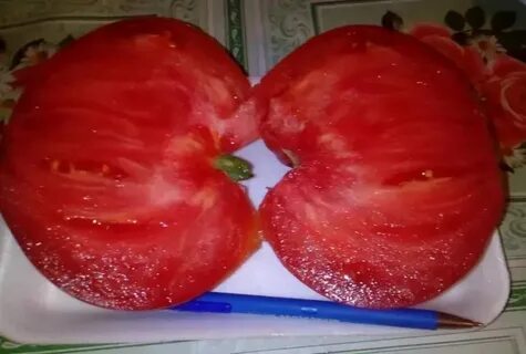 Томат обезьяны