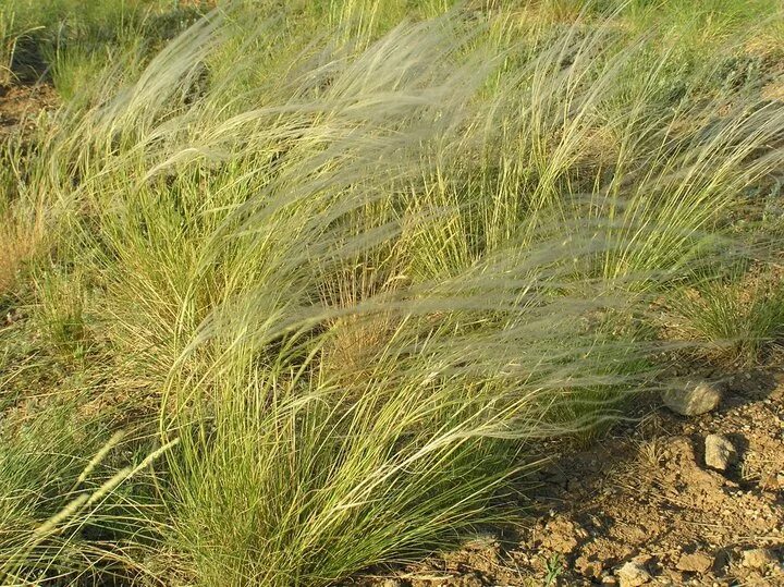растения степи ковыль. ковыль степной. ковыль золотистолистный. Stipa capensis. ковыль волосатик растение.