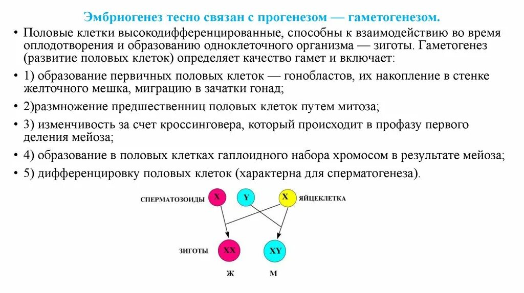 Дифференцировка эмбриогенеза. Дифференцировка эмбриогенеза