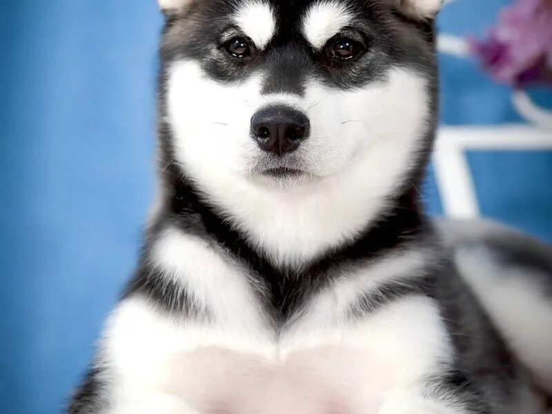Кутёнок сибирский хаски. Хаски порода алиса. Хаски в россии. Хаски порода алиса. Хаски собака подросток.