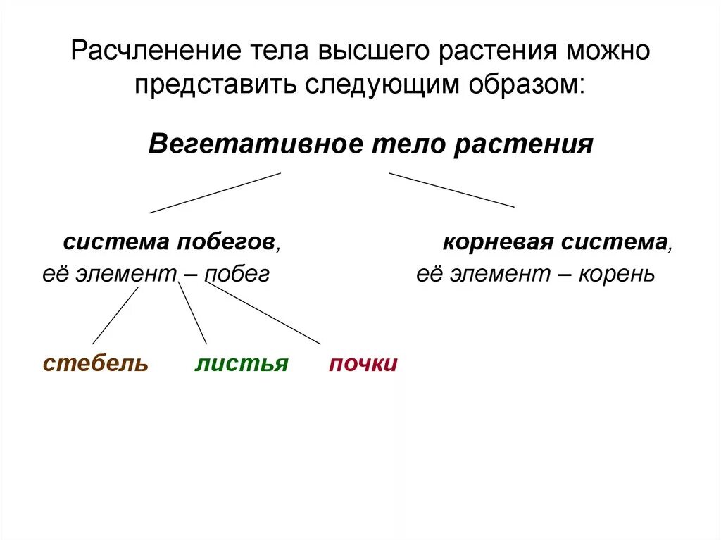 Тело высших растений состоит. Высшие растения расчленение тела. Строение тела высшего растения. Схема расчленения тела высшего растения на органы. Вегетативные органы высших растений.