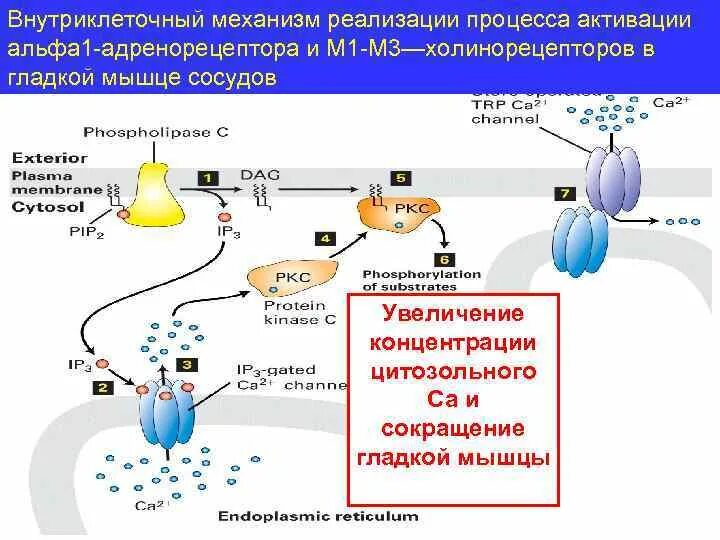 Транспорт белков внутриклеточный. М1 холинорецепторы механизм сопряжения. М3 холинорецепторы механизм сопряжения. Механизм сопряжения м2 холинорецепторов. Альфа 2 адренорецепторы механизм.