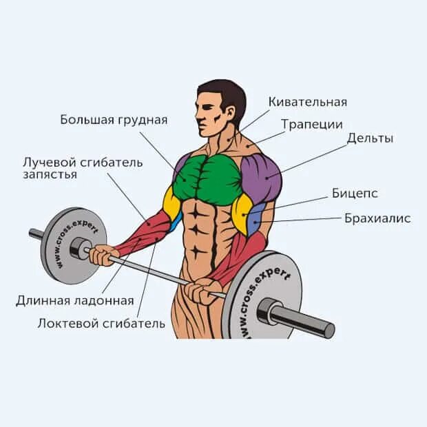Штанга какие группы мышц. Сгибание рук с грифом штанги. подъем штанги на бицепс стоя мышцы. подъем штанги на бицепс стоя какие мышцы. подъем штанги на бицепс какие мышцы работают.