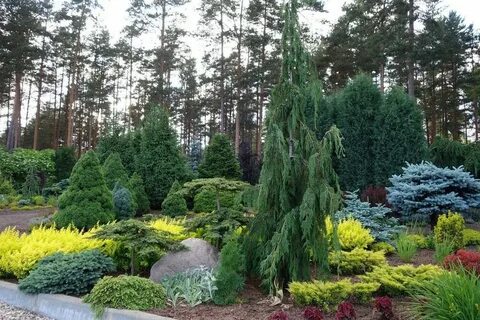 Хвойники для сада фото и названия