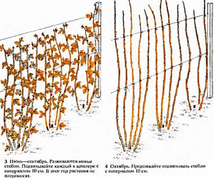 На какую высоту обрезать малину весной. Обрезка ремонтантной малины. Обрезка ремонтантной малины осенью. Посадка ремонтантной малины весной. Обрезка ремонтантной малины осенью схема.