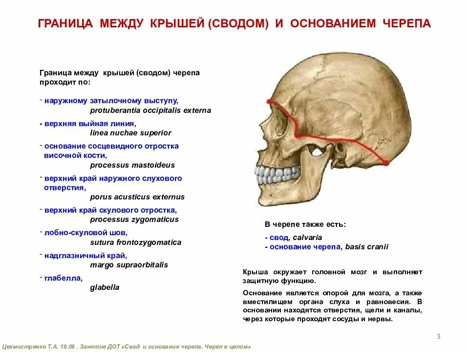 Основание черепа где. Граница свода и основания черепа анатомия. Условная граница между сводом и основанием черепа. Свод и основание черепа анатомия. Свод черепа и основание черепа.