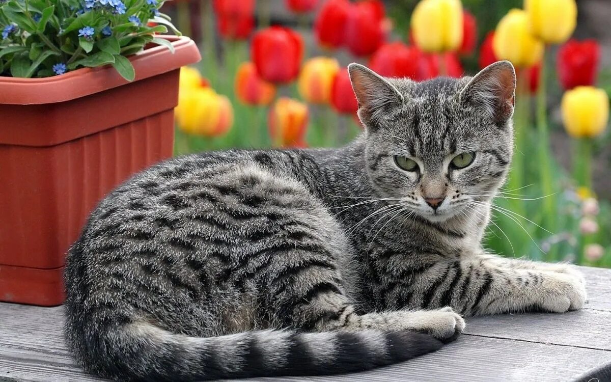 Красивые коты. Эгейская кошка рыжая. Табби кэт порода. Фотографии коше. Кот.