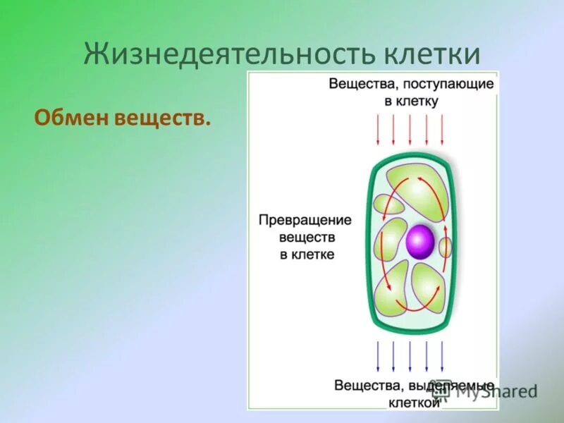 Растительная клетка обмен веществ