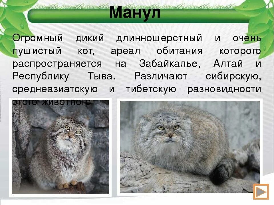 Книга дикий кот. Степной кот манул. кот манул забайкальского края красная книга. манул забайкальский дикий кот. манул красная книга красноярского края.