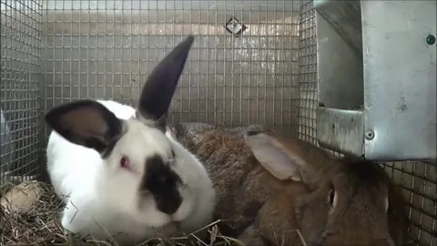 Крольчихи видео