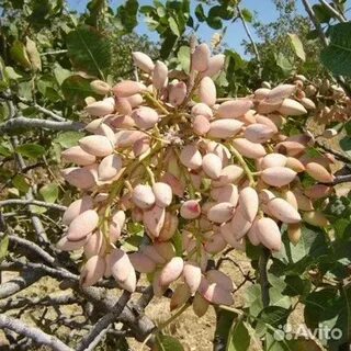 Түнгі көйлек