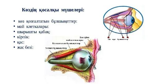 Шашты киска туралы бейне