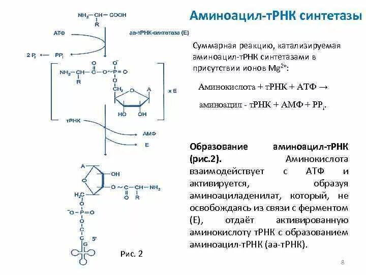 Трансляция атф. Схема реакции, катализируемой аминоацил-ТРНК синтетазой.. Реакция образования аминоацил-ТРНК. Реакция катализируемая аминоацил-ТРНК синтетазой. Уравнение реакции образования аминоацил ТРНК.