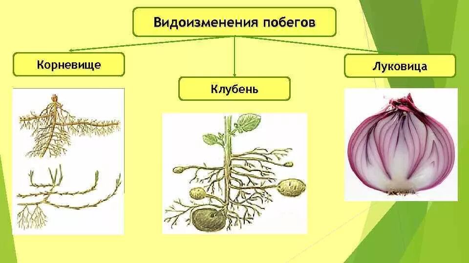 Видоизмененные листья и корни. Видоизменения подземных побегов 6 класс биология. Подземные метаморфозы побега корневище. Видоизмененные надземные побеги: клубень. Корневище клубень луковица.