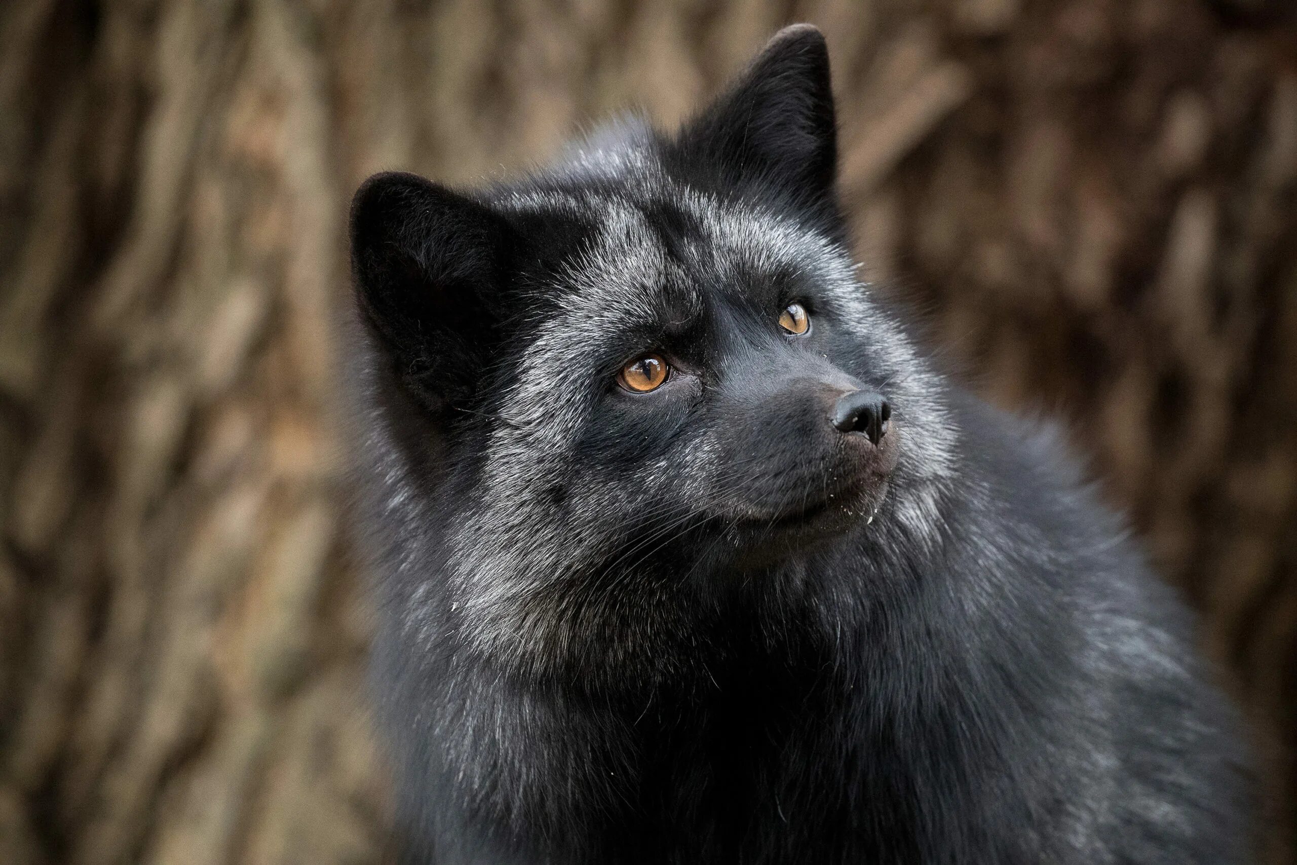 Чернобурая лисица лисицы. Канадская лисица чернобурая. Лиса меланист. Silver Fox. Fox russia