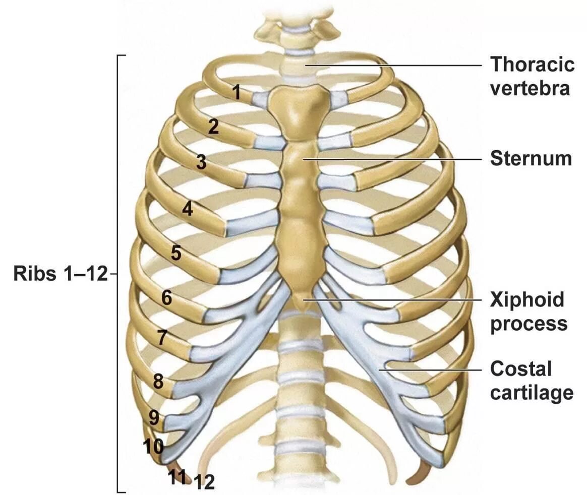 В грудной клетке у человека 12 пар ребер. Грудная клетка анатомия 10 ребро. Скелет грудной клетки Грудина. Анатомия грудной клетки мужчины скелет.