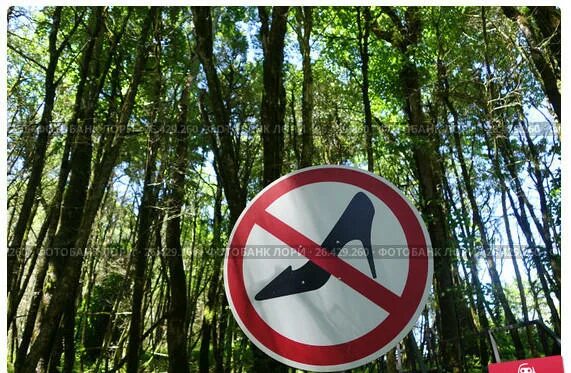 Хорошо в лесу какой знак. Знаки в лесу. Запрещающие знаки в лесу с пояснениями. Лесные знаки запрета. Разрешающие знаки в лесу.