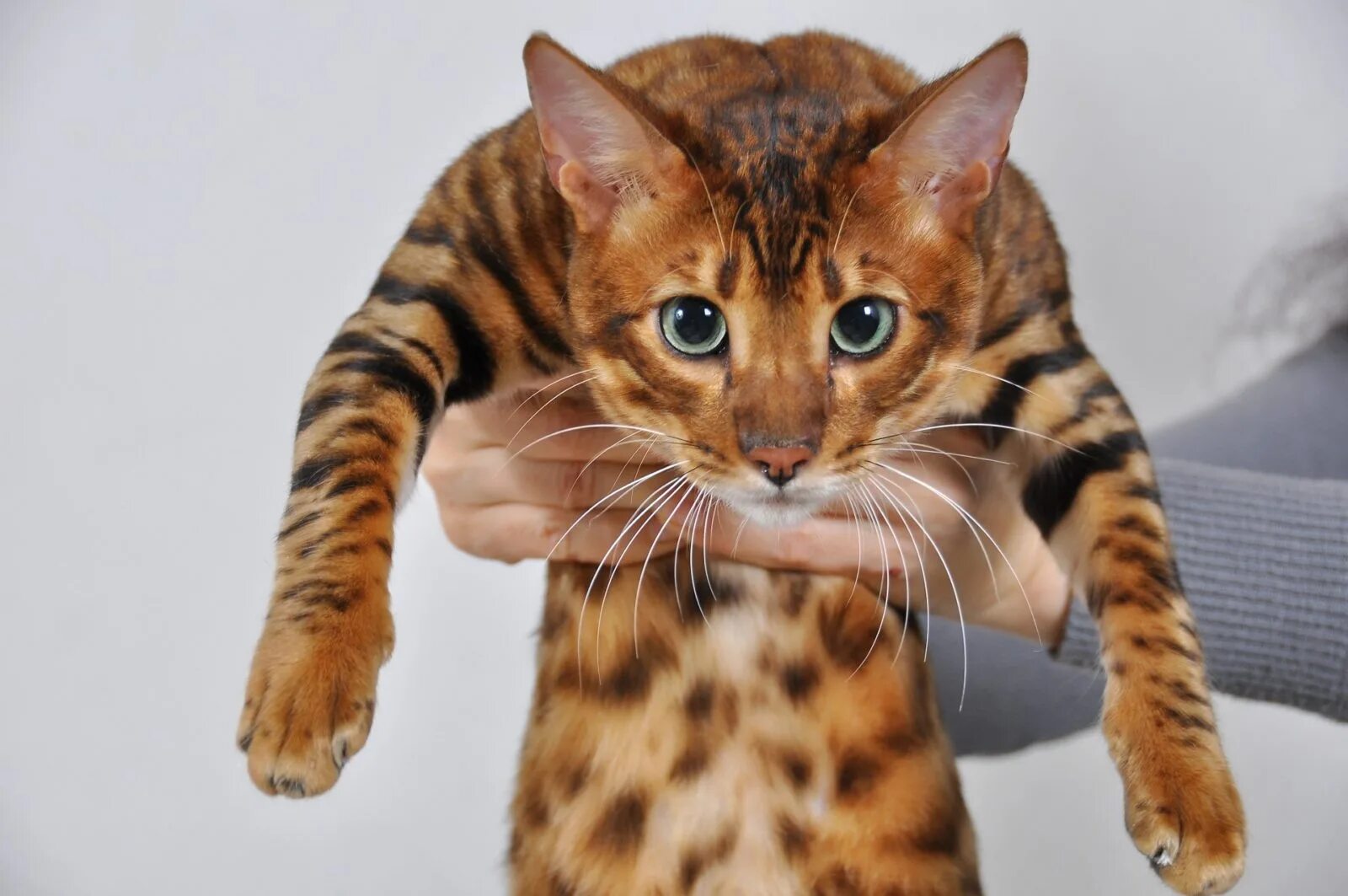 Кошки тигры домашние