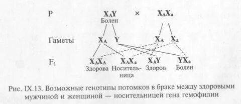 Генотип женщины