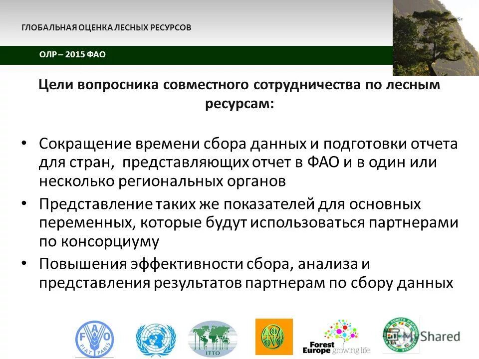 Лесные богатства. Оценка лесных ресурсов. Значение лесных ресурсов. Презентации по географии лесные ресурсы. Оценка леса.