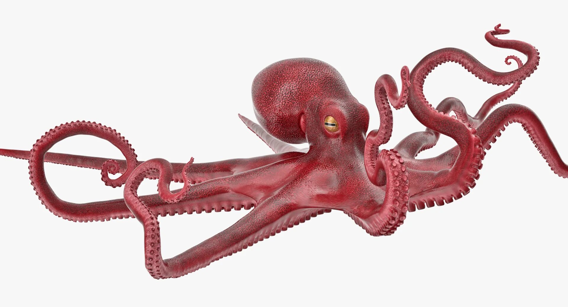 Осьминог Octopus vulgaris. Octopus vulgaris 50см. Модель 471 Октопус. У осьминога три сердца.